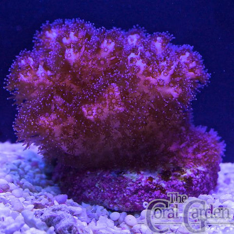 Pocillopora Damicornis