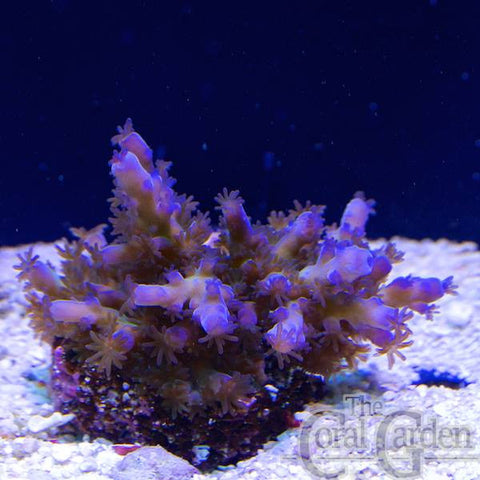 Acropora sp.