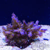 Acropora Sp.