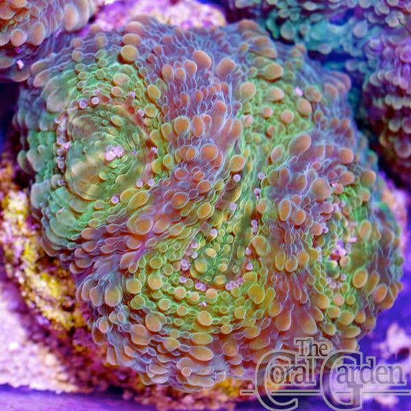 Acan Echinata Frag