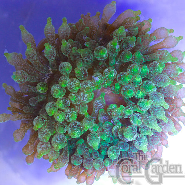 Entacmaea Quadricolour (Bubble Tip Anemone) – The Coral Garden