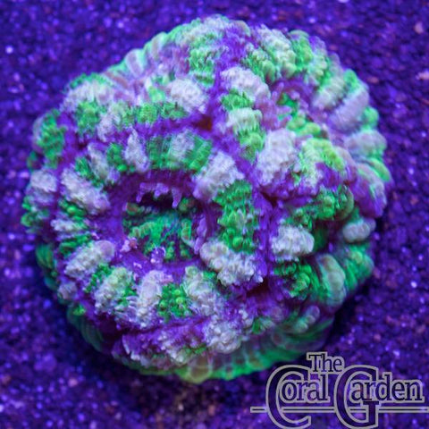 Acanthastrea