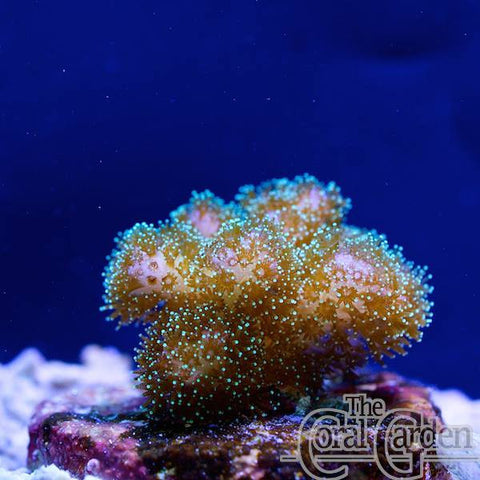 Pocillopora