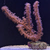 Photosynthetic Gorgonian