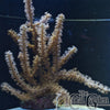 Photosynthetic Gorgonian